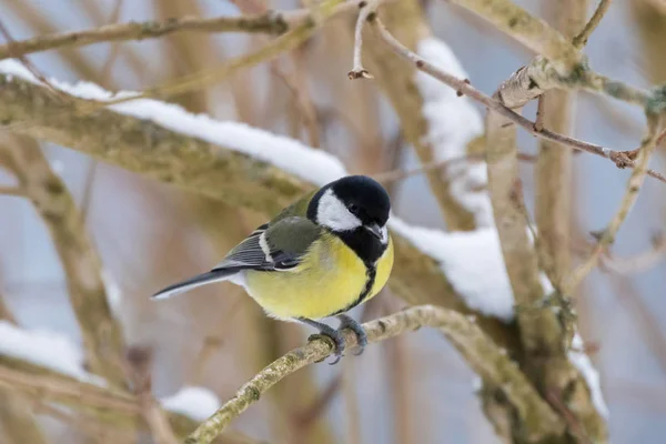 木の上に座って黄色黒い色でかわいい小鳥シジュウカラ — ストック写真