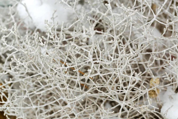 雪背景と鈍い灰色枝のブッシュをクッションします。 — ストック写真