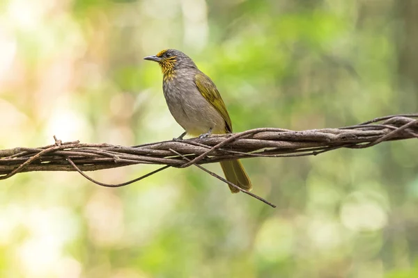 Stripe garganta, Streak garganta bulbul pássaro em amarelo poleiro em videiras — Fotografia de Stock