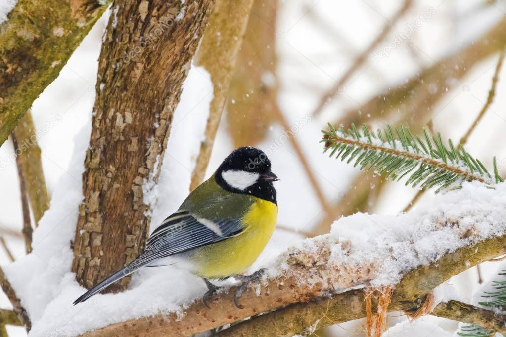 Great tit bird in yellow black color sitting on tree branch all alone