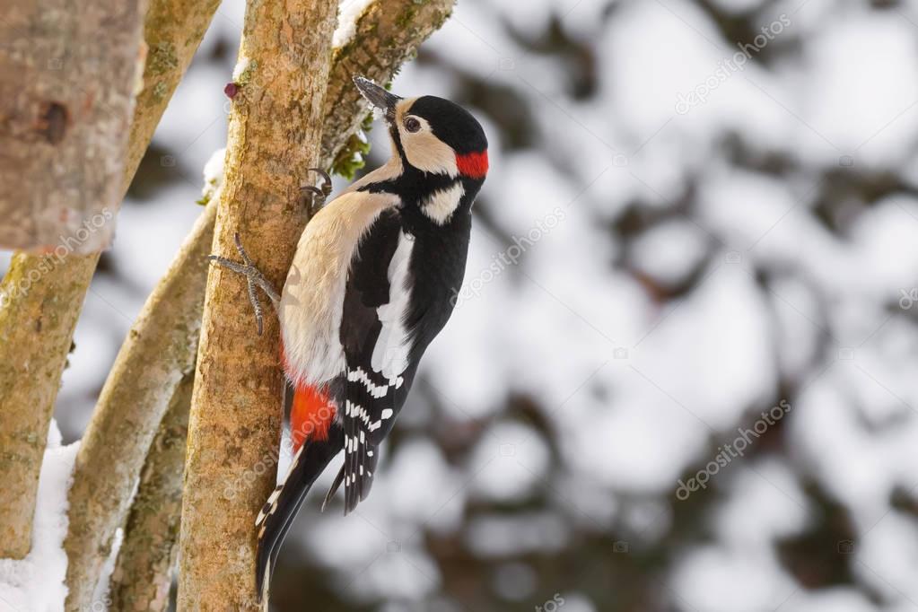 Great spotted woodpecker bird in black, white, red with snow covering beak