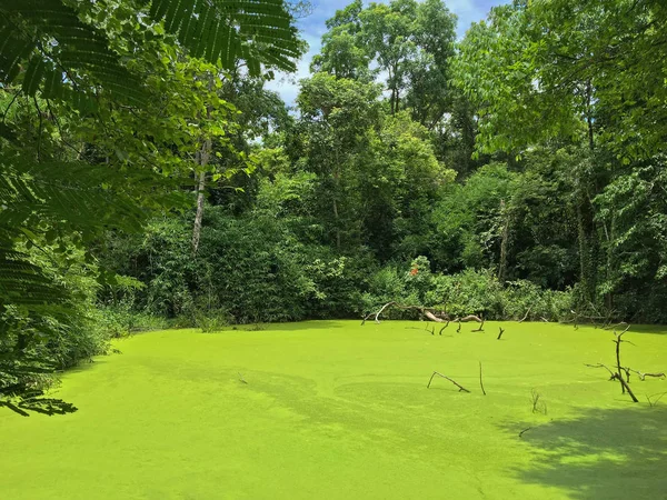 Grüner Teich voller Mückenfarne, Wasserfarn im tropischen Wald — Stockfoto