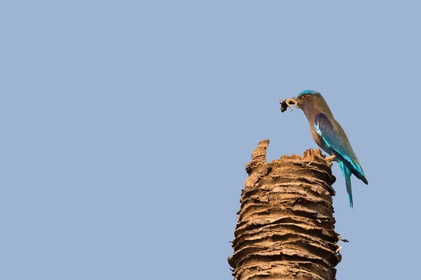 Indio rodillo pájaro en azul coger y mantener común verde rana entre pico — Foto de Stock