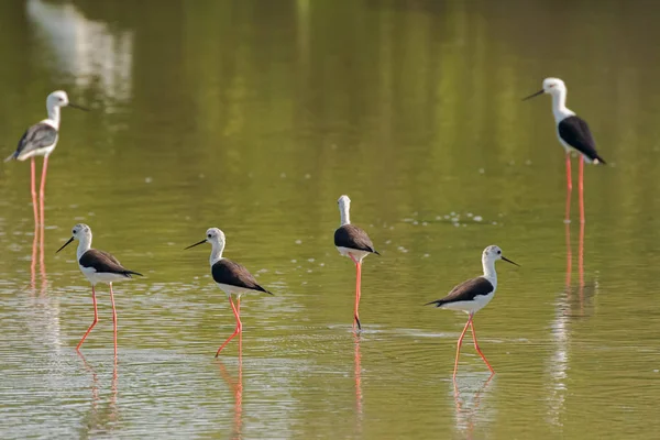 Černý okřídlený chůda, společné chůda, Rybařík chůda wader ptáci s růžové nohy — Stock fotografie