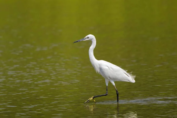 Airone acquatico garzetta con zampe nere, piedi gialli che camminano in acqua — Foto Stock