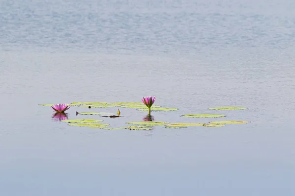 スイレン、ハス池の中に開花のマゼンタ ピンクの花 — ストック写真
