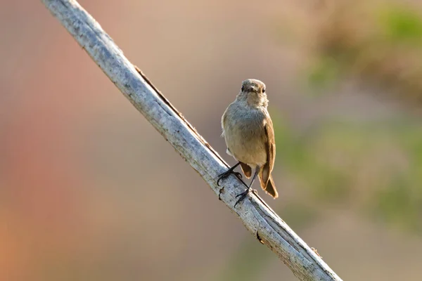 Taiga, pássaro migratório Flycatcher de garganta vermelha em poleiro marrom no ramo — Fotografia de Stock