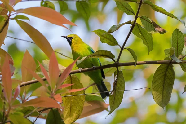 Male Blue Winged Leafbird, green bird with yellow head, black face throat — Stock Photo, Image