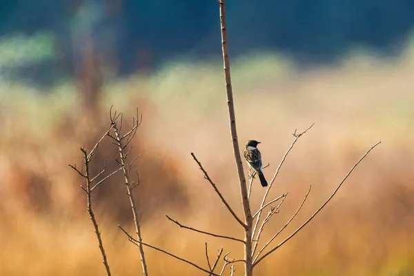 시베리아 Stonechat, 아시아 stonechat, 올드 월드 새 새 다시 — 스톡 사진