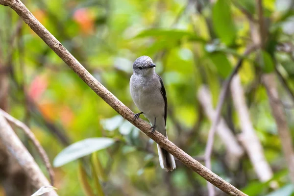 Brown Rumped, minivet de Swinhoe, pássaro cuckooshrike em poleiro cinza no ramo — Fotografia de Stock