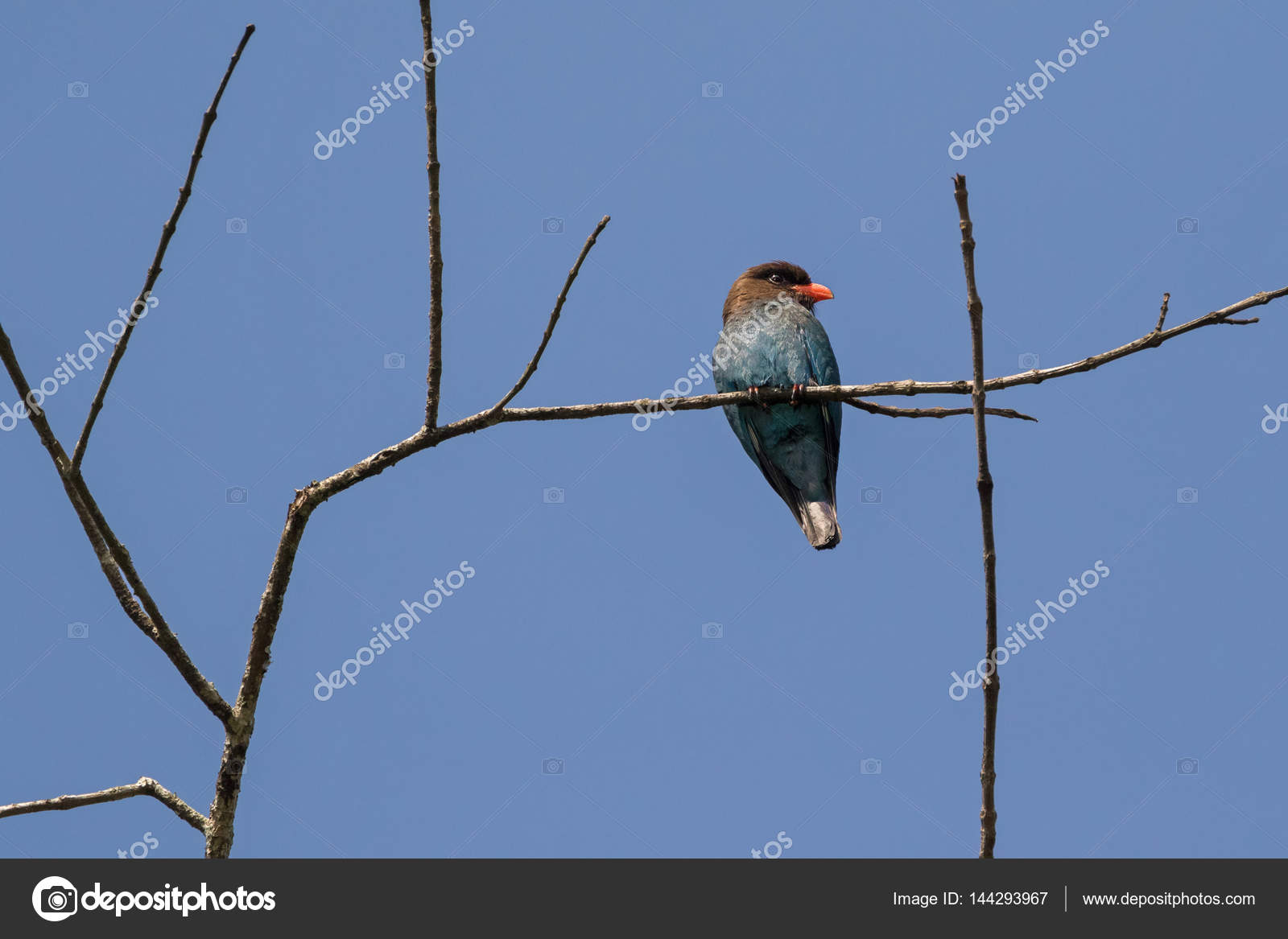 Oriental Dollarbird Oiseau Rouleau Brun Tête Bleu Corps Et