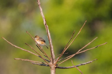 Bright-capped Golden-headed Cisticola bird in golden orange  perching on dry branch clipart
