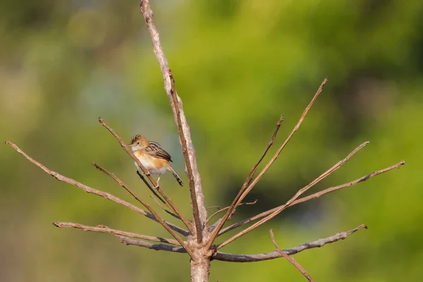 Uccello Cisticola dalla testa dorata dal cappuccio luminoso in arancio dorato appollaiato su ramo secco — Foto Stock