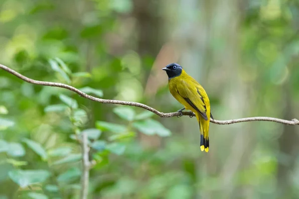 Black-headed bulbul bird in yellow with black head perching on branch — Stock Photo, Image