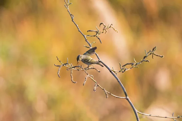 Warbler giallo-browed, uccello warber foglia asciugandosi l'ascella su ramo — Foto Stock