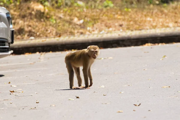 Monkey walking on street crossing road with car coming from behind — Stock Photo, Image