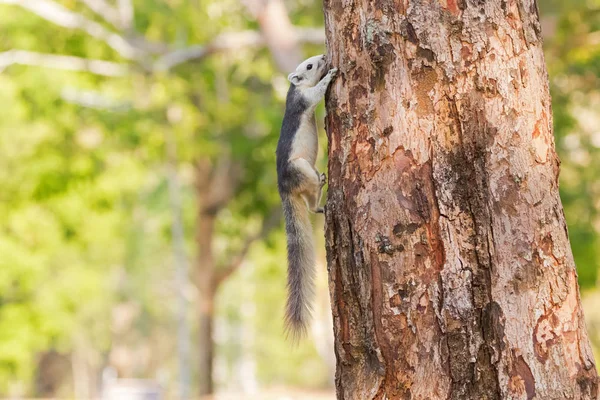 Linda ardilla gris con la cabeza blanca boca abajo y la cola espesa trepando en el árbol — Foto de Stock