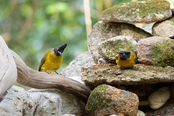 Kilka ptaków bulbul Grzywacz czarny czarny żółty na kamienie z jednego krzyczeć — Zdjęcie stockowe