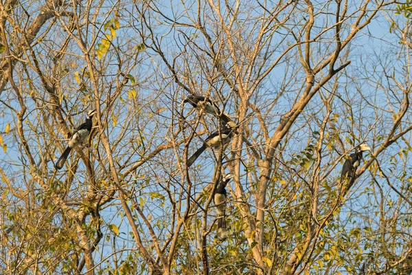 Group of male female Oriental pied hornbill bird roosting gather — Stock Photo, Image