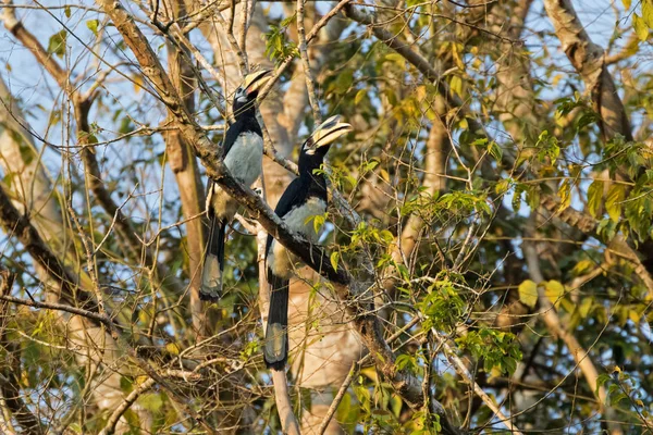 Пара жіночих і чоловічих східних птахів, що сидять на дереві — стокове фото