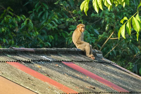 Monkey sitting all alone on the high roof with sun on its face — Stock Photo, Image