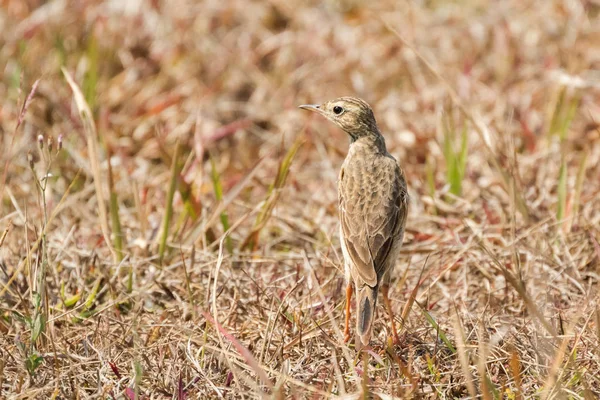 Oriental Paddyfield piplärka liten tätting gå ensam i torkade gräsmark — Stockfoto