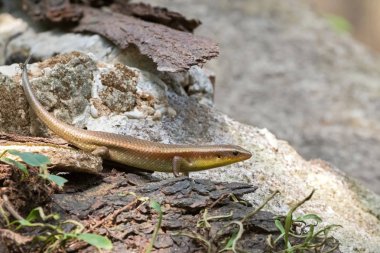 Ortak çok kaplı güneş skink, kahverengi kertenkele sarı boğaz taş üzerinde tarama ile