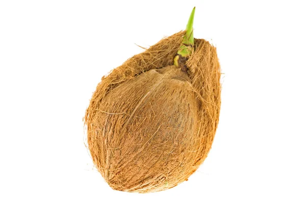 Old mature raw coconut shell with brown fiber and green sprout — Stock Photo, Image