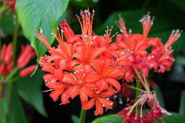 Tazmanya, Avustralya yetiştirilen Lycoris radiata çiçek (kırmızı örümcek lily, kırmızı büyü lily)