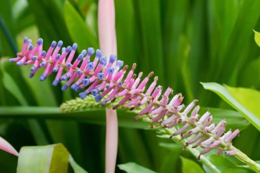 Aechmea closeup gamosepala, bromeliad çiçek pembe mor