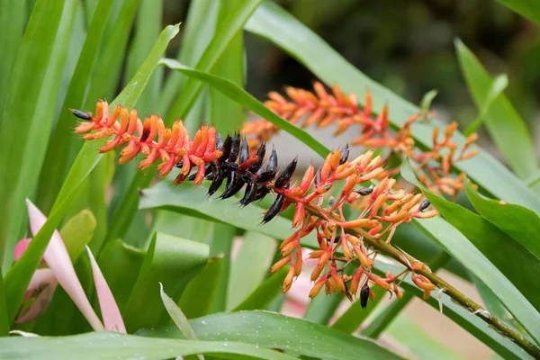 Aechmea kwiat Płazy ogoniaste w żywe pomarańczowy i czarny uprawiane w Tasmania, Australia — Zdjęcie stockowe