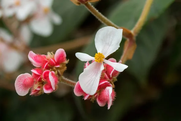 Begonia Flor branca com estame amarelo e flor rosa peluda em Tasmânia, Austrália — Fotografia de Stock