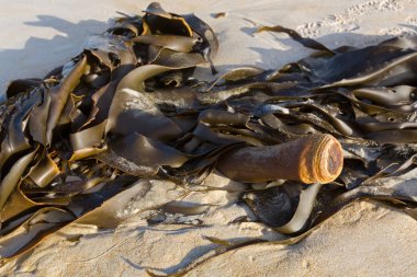 Karaya silindirik stipe Tasmania, Avustralya gösterilen boğa kelp (kırbacı varek) yıkanmış