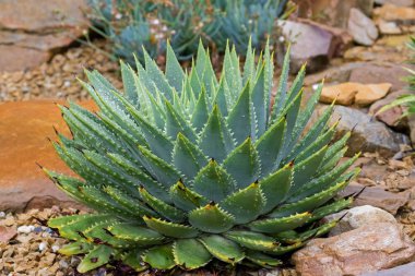Front view of big wet Spiral Aloe cacti plant in green grown in Tasmania clipart