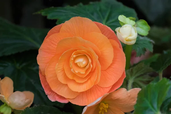 Fiore ibrido Begonia tuberhybrida in colore arancione salmone in Tasmania — Foto Stock