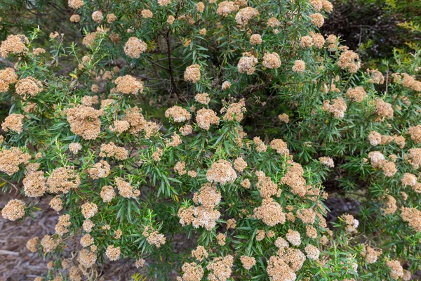Flores de arbusto eterno árvore, Ozothamnus ferrugineus em Tasmânia — Fotografia de Stock