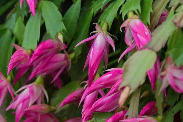 Pink flowers of Schlumbergera cacti plant (Christmas cactus, crab cactus) — Stock Photo, Image