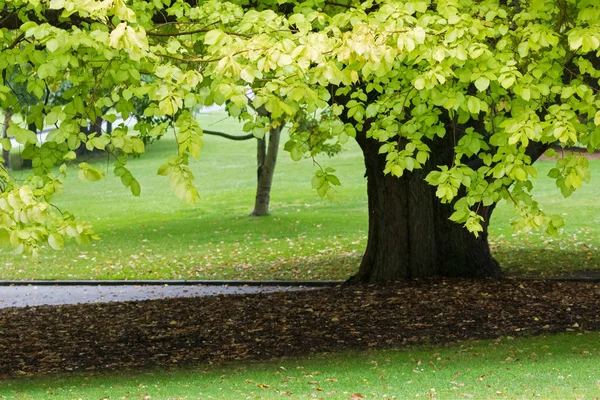 Linde. Afkorting voor Tilia, Lindeboom met haar bladverliezende gevallen bladeren — Stockfoto