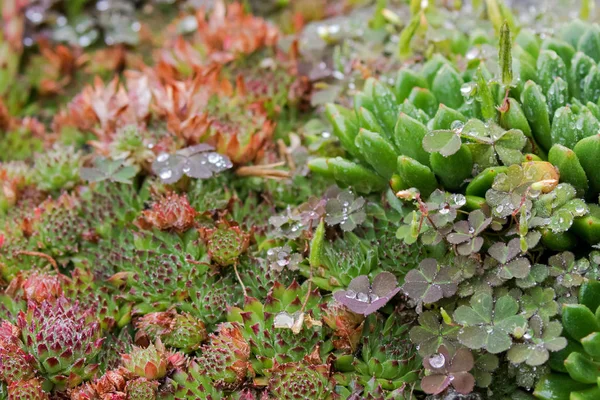 Nasse Sukkulente nach dem Regen - Henne und Küken und kriechender Sauerampfer — Stockfoto