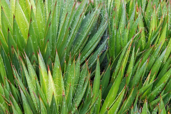 Foglia di Foglia Bagnata Agave, pianta succulenta sempreverde con foglie spinose — Foto Stock