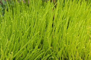 Etli bitki, kertenkele kuyruğu, fermuar plaka denilen houseplant yeşil