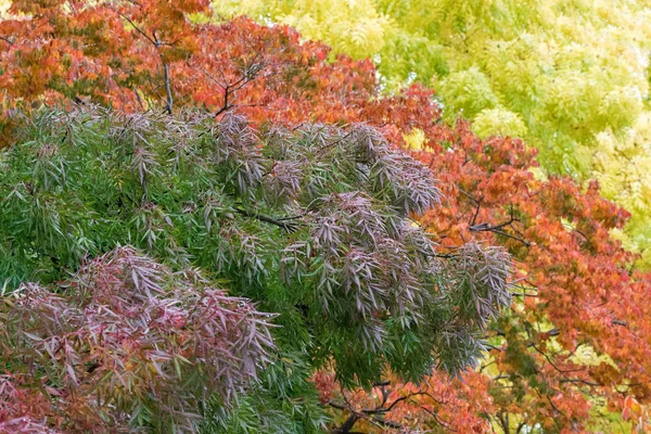 Árvore de cinza de Claret em roxo, cor verde durante o outono na Tasmânia — Fotografia de Stock