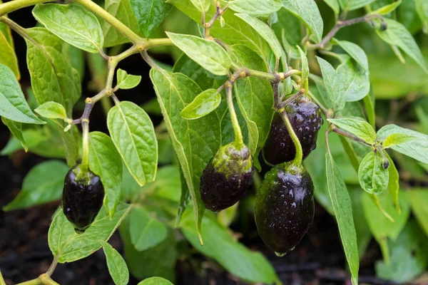 Ev yetişkin yeşil mor chili biber bahçede yağmurdan sonra — Stok fotoğraf