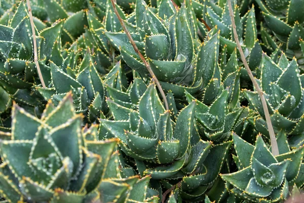 Wet Mitre Aloe, also known as rubble aloe with yellow spikes, Tasmania — Stock Photo, Image