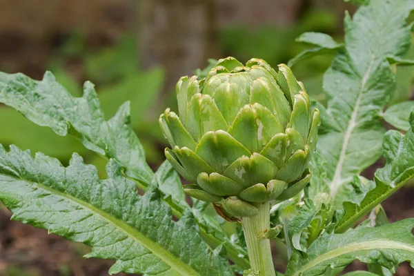 Verse artisjok voor homegrown plantaardige groene bol hoofd bud — Stockfoto