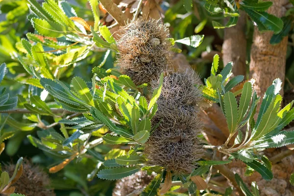 Cone seco velho com folículos de Saw banksia (Old man banksia, saw tooth banksia ) — Fotografia de Stock