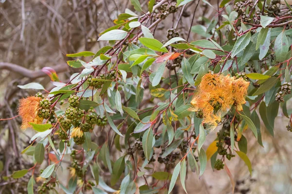 Uzun yeşil okaliptüs yaprakları ve sakız tohum, çiçek tomurcuğu sakız ağacı — Stok fotoğraf