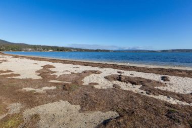 St Helen, Tazmanya Georges koyunda karaya yıkanmış kahverengi seagrass yosun kurutulmuş