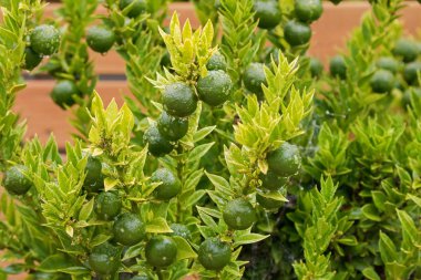 Homegrown Kumquat, Cumquat Chinoti plant (Citrus japonica) with green fruit clipart