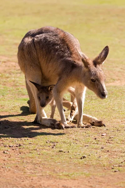 Niedliches Känguru mit Joey im Beutel in Tasmanien, Australien — Stockfoto